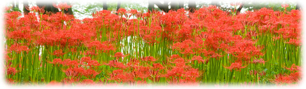 �֎썹�؂̌Q���ʐ^