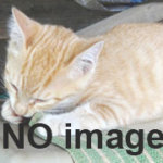 表示すべき画像はありません。